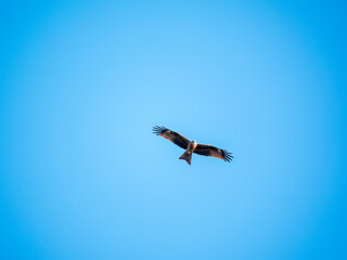 The bird of prey Black Kite flying in blue Sky