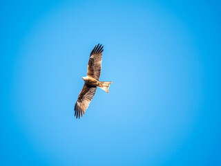 The bird of prey Black Kite flying in blue Sky