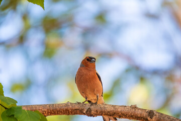 Common chaffinch, Fringilla coelebs, sits on a branch in spring on green background. Common chaffinch in wildlife.