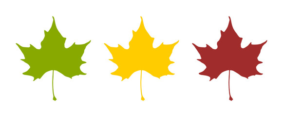 Sycamore or Plane or Maple Leaf in Green, Yellow and Red Symbolising the Seasons Spring, Summer and Autumn. Vector Image.
