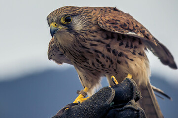Falke