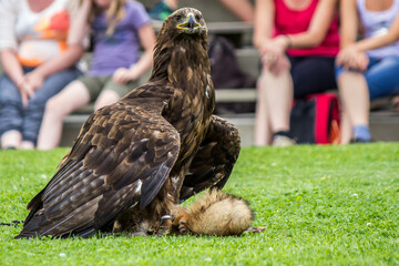 Greifvogel