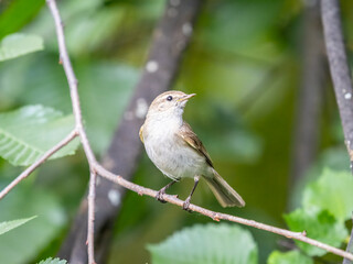 Common chiffchaff, lat. phylloscopus collybita, sitting on branch of bush in spring and looking for food