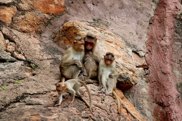 Bonnet Macaque Monkey with Family.