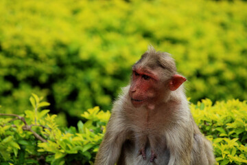 Bonnet Macaque Monkey with Copyspace.
