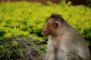 Bonnet Macaque Monkey with Copyspace.