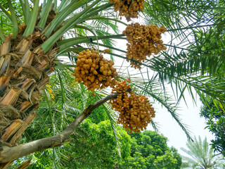 yellow fresh sweet fruit dates Ramadan hanging in garden food