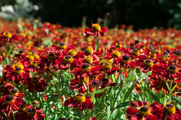 Fototapeta premium Blumenfeld