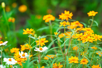 黄色と白の百日草の花畑