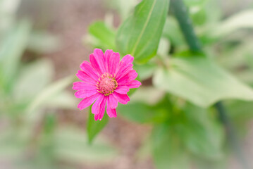 Obraz premium ピンク色の百日草