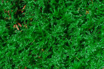 Green moss texture in natural environment. Moss background in nature. Macro image of green moss texture, background. Long web banner