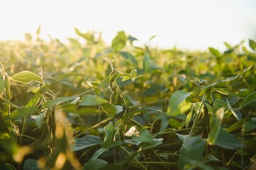 Soybean field, green field, agriculture landscape, field of soybean on a sunset sky background