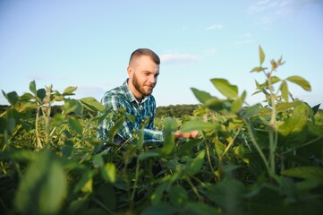 A farmer agronomist inspects green soybeans growing in a field. Agriculture