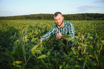 Fototapeta premium Agronomist inspecting soya bean crops growing in the farm field. Agriculture production concept. young agronomist examines soybean crop on field in summer. Farmer on soybean field