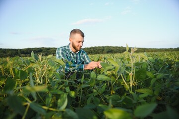 A farmer agronomist inspects green soybeans growing in a field. Agriculture