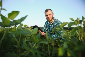 Young agronomist holds tablet touch pad computer in the soy field and examining crops before harvesting. Agribusiness concept. agricultural engineer standing in a soy field with a tablet in summer.