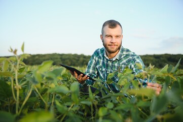 Farm worker controls development of soybean plants. Agronomist checking soya bean crops growing in the field