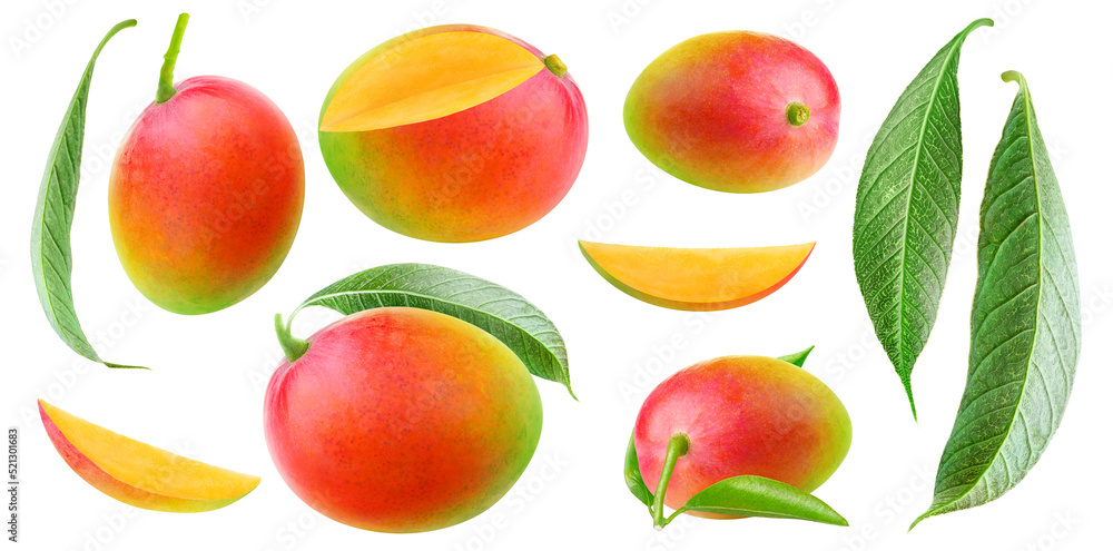 Poster isolated mango collection. multicolored red and green mango fruits of different shapes, pieces and l