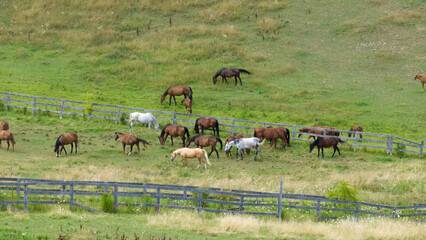 A group of horses are seen on a large horse ranch, a wood fence keeping them in.