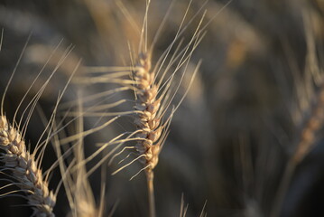 field of wheat, wheat ears, field of wheat ears, Ukrainian field, grain fields, wheat Ukrainian...