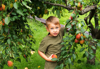 Little blond boy picking pears in the garden. Autumn harvest of fruits