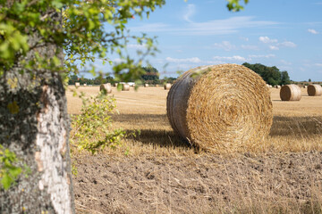 Strohballen auf Feld mit blauen Himmel