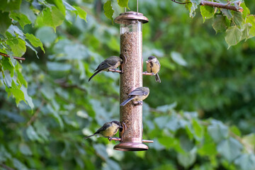 Great tit bird on a bird feeder outdoors