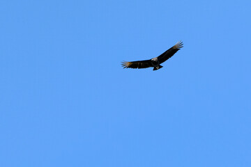 American black vultures also know as Urubu flying in the blue sky . Species Coragyps atratus. New world vulture. Animal world. Birdwatching. Birding