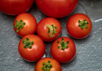 Close up of a tomato worm on a cherry tomato within a group of cherry tomatoes