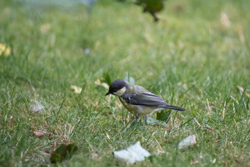 A great tit bird on the ground