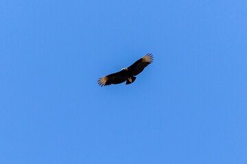 American black vultures also know as Urubu flying in the blue sky . Species Coragyps atratus. New world vulture. Animal world. Birdwatching. Birding
