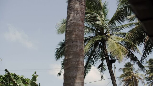 a man climbs a palm tree