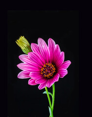 A beautiful purple flower, on a stem. Macro. Black background. Close-up