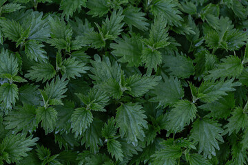 a lot of green nettle leaves, top view