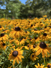 Black Eyed Susan flowers (Rudbeckia hirta) blooming in summer garden