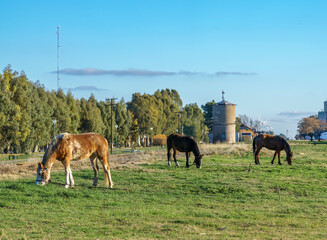 horses grazing near a train station in a town in Buenos Aires - Argentina