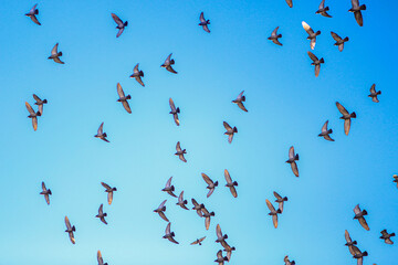 flock of birds in flight