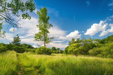 Zielona łąka z drzewem pod błękitnym niebem w słoneczny dzień (Beskid Niski)