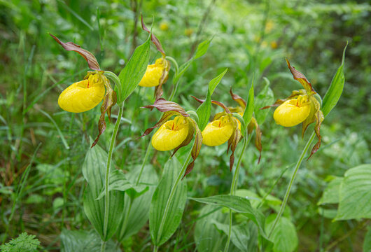 yellow lady slippers in the forest
