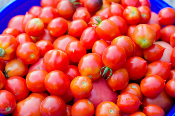 girl 6-8 years old picks tomatoes in the garden. Large green plants in the garden. Growing vegetables with your own hands. Help with harvesting. Conscious consumption and sustainable development.