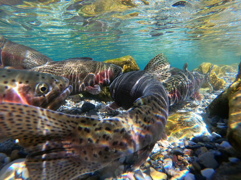 Rainbow Trout spawning in May underwater in Montana