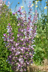 Salvia cyanescens flowers in bloom