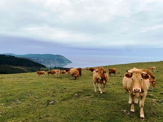 Vacas en una montaña de Lugo, Galicia