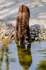 Young mishmi takin drinking water