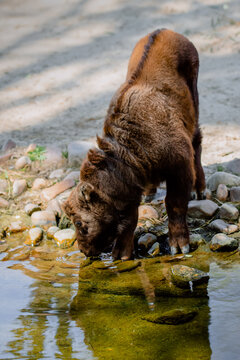 Young mishmi takin drinking water