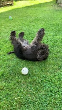 Vertical video of black miniature schnauzer playful happy dog rolling on the lawn in garden.