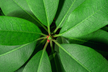Green leaves and ovary of rhododendron inflorescence close-up. Background image of an evergreen shrub. Pacific rhododendron, California rose-bellied. Structure of rhododendron leaves