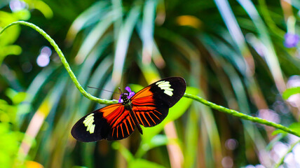 Fototapeta Motyl, piękny, przyroda, wakacje, przygoda obraz