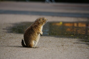 A black-tailed prairie dog standing