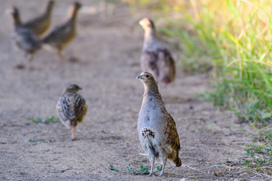 Group of partridges. Grey partridge. Perdix, perdix. In the wild, they stand on a country road